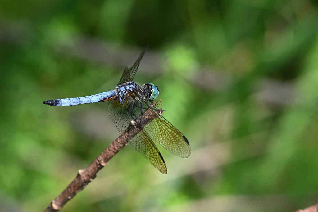 2025-07199750 Tower Hill Botanic Garden, MA.JPG - Blue Dasher Dragonfly. New England Botanic Garden at Tower Hill, MA, 7-19-2025